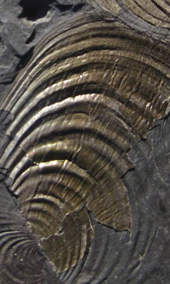Fossil of Bositra